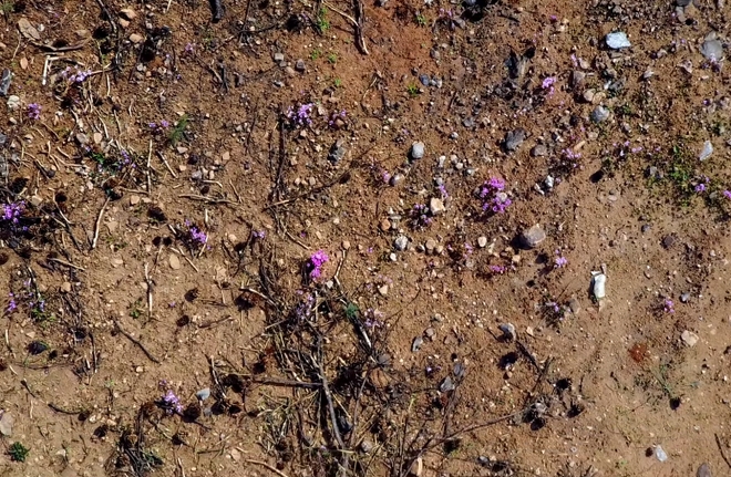Βίντεο drone: Μάτι Αττικής, τα κυκλάμινα της ελπίδας και της αισιοδοξίας από ψηλά