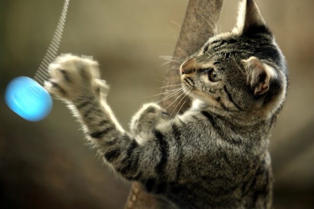 Πανελλήνια οργή: Σκοτώνει γάτες και δίνει συνταγές για φόλες στο Facebook