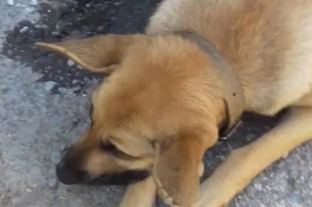 Κρήτη: Επικήρυξαν με 2000 ευρώ αυτόν που σκότωσε την έγκυο σκυλίτσα