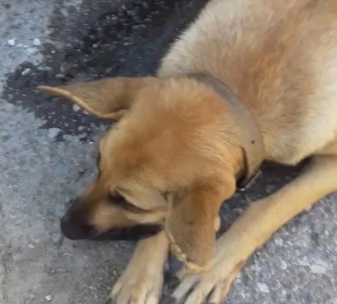 Κρήτη: Επικήρυξαν με 2000 ευρώ αυτόν που σκότωσε την έγκυο σκυλίτσα