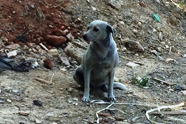 Νέο περιστατικό κακοποίησης ζώου στην Κρήτη: Έβαψαν σκύλο με μπογιά
