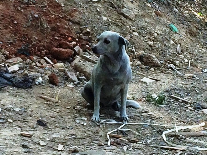 Νέο περιστατικό κακοποίησης ζώου στην Κρήτη: Έβαψαν σκύλο με μπογιά