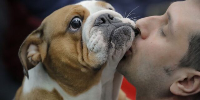 Παγκόσμια Ημέρα των Ζώων