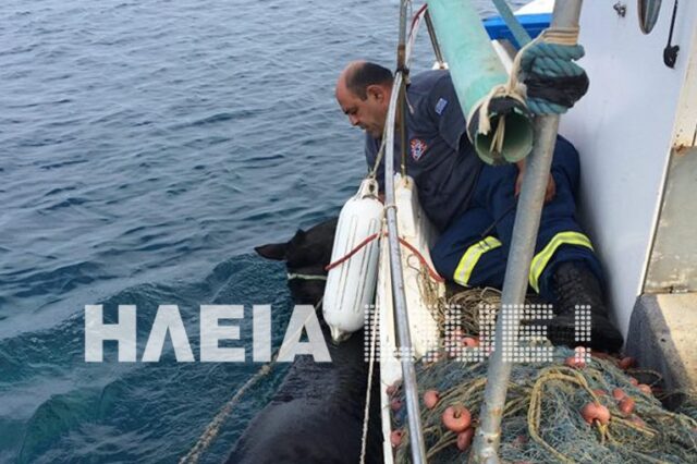 Ηλεία: Η διάσωση της Χάιδως – Φοράδα κολύμπησε, σώθηκε και βρέθηκε 15 μέρες μετά