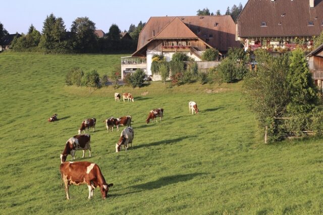 Ελβετία: “Όχι” στις αγελάδες με κέρατα