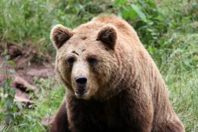 Σκότωσαν και αποκεφάλισαν αρκούδα στην Κοζάνη