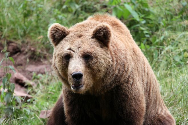 Γενναίος 15χρονος έπεσε στα δόντια αρκούδας για να σώσει συγγενή του – Βρέθηκε κατακρεουργημένος