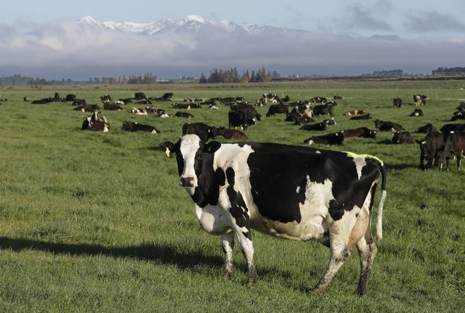 Δημοψήφισμα στην Ελβετία: Αγελάδες με κέρατα ή χωρίς;