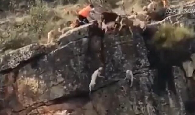 Σάλος: Βίντεο δείχνει σκυλιά να πέφτουν σε γκρεμό ενώ κυνηγούν ελάφι