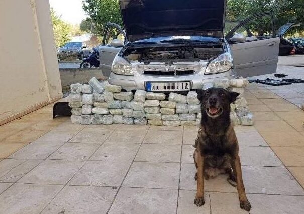 Η στιγμή που ο “Χάνι” εντοπίζει 32 κιλά κάνναβης