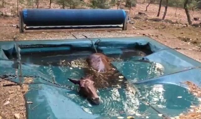 Φωτιά στην Καλιφόρνια: Άλογο έπεσε στην πισίνα για να σωθεί κι έγινε σύμβολο
