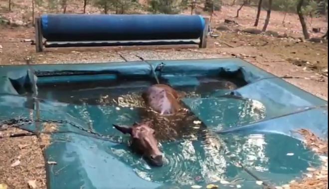 Φωτιά στην Καλιφόρνια: Άλογο έπεσε στην πισίνα για να σωθεί κι έγινε σύμβολο