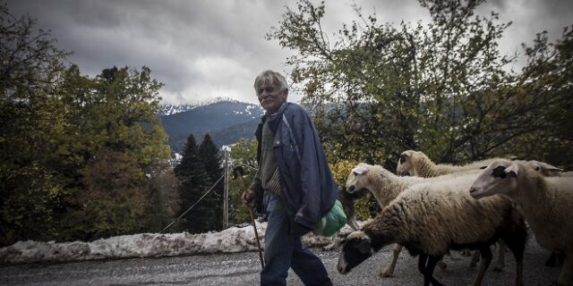 Για κτηνοτρόφους: Στα 41 εκατ. ευρώ το κονδύλι οικονομικής κρατικής ενίσχυσης