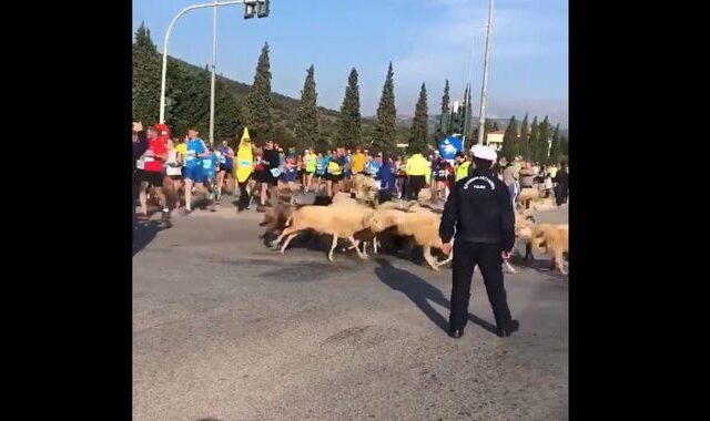 Όταν τα πρόβατα και ο τσοπάνης έκαναν ντου στον Μαραθώνιο της Αθήνας