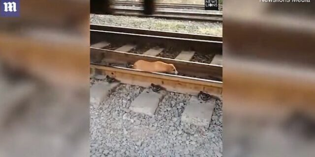 Κουτάβι ξεγέλασε το θάνατο: Περπατούσε στις ράγες ενώ τρένο περνούσε από πάνω του