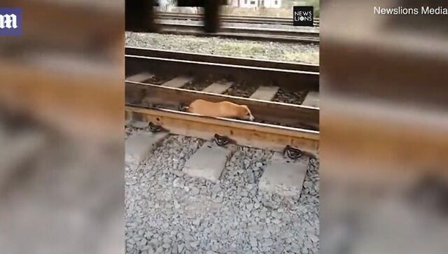 Κουτάβι ξεγέλασε το θάνατο: Περπατούσε στις ράγες ενώ τρένο περνούσε από πάνω του