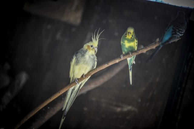 Αυξήθηκαν τα παπαγαλάκια στην Αθήνα