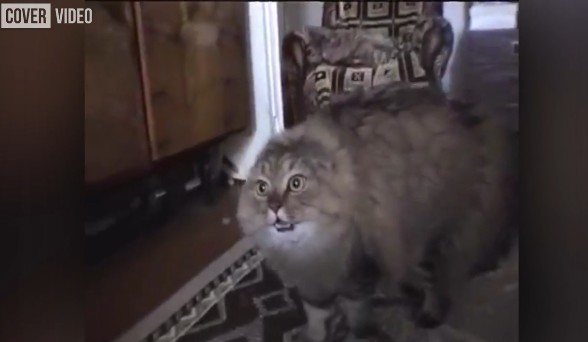 Αυτή η γάτα θα σας φτιάξει τη μέρα μέσα σε 25 δευτερόλεπτα