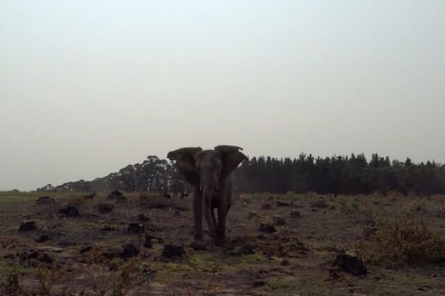 Τρομακτικό: Ελέφαντας τρέχει πάνω σε τουρίστες