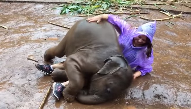 Αυτό το ελεφαντάκι που παίζει με μια τουρίστρια θα σε κάνει να λιώσεις