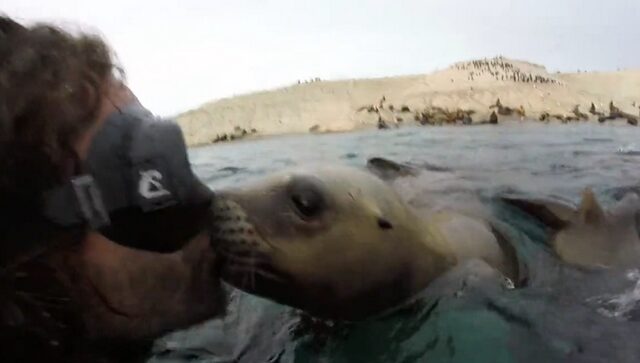 Τρυφερό στιγμιότυπο: Τα φιλιά του θαλάσσιου λιονταριού σε δύτη