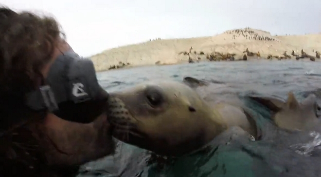Τρυφερό στιγμιότυπο: Τα φιλιά του θαλάσσιου λιονταριού σε δύτη