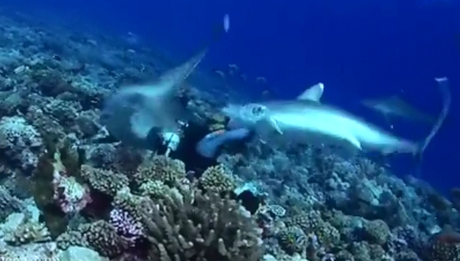 Σοκαριστικό: Καρχαρίας δαγκώνει δύτη στο πρόσωπο