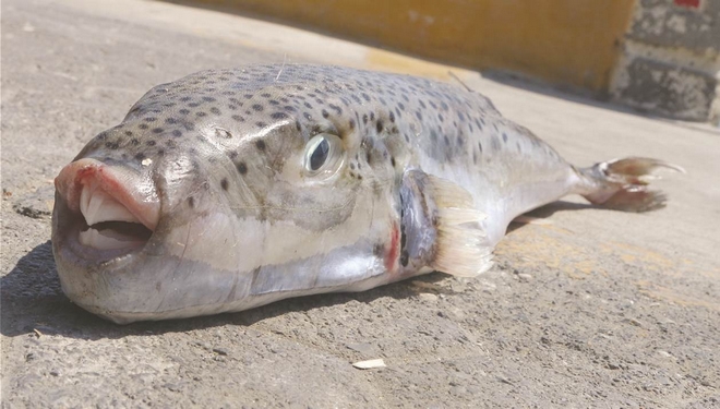 Κρήτη: Ψάρι καταβροχθίζει μέταλλο – Σε απόγνωση οι ψαράδες