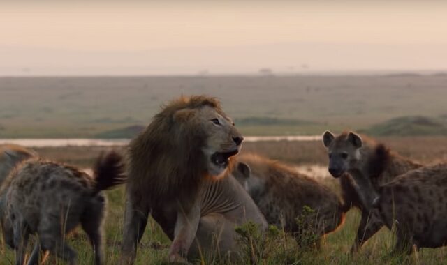 Επική μάχη: Λιοντάρι περικυκλώνεται από 20 ύαινες και δίνει μάχη για τη ζωή του