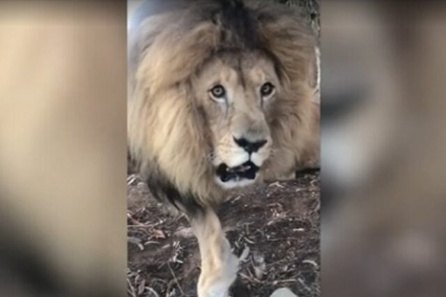 Πείραμα: Ένα λιοντάρι σε πλησιάζει σε απόσταση αναπνοής. Πώς αντιδράς;