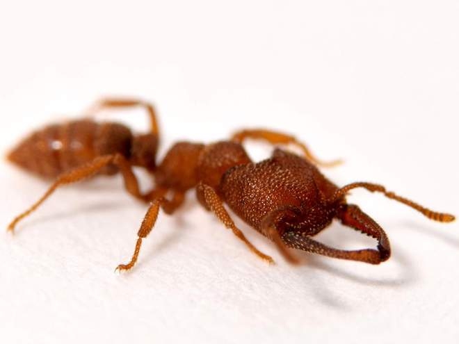 Μυρμήγκι “δράκουλας”: Το ζώο με την πιο γρήγορη κίνηση – Οι δαγκάνες του κινούνται με 320 χλμ/ώρα
