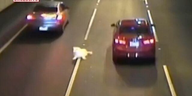 Σκύλος πέφτει από κινούμενο όχημα σε αυτοκινητόδρομο – Δεν φαντάζεστε τι έγινε