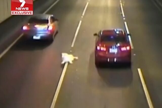 Σκύλος πέφτει από κινούμενο όχημα σε αυτοκινητόδρομο – Δεν φαντάζεστε τι έγινε