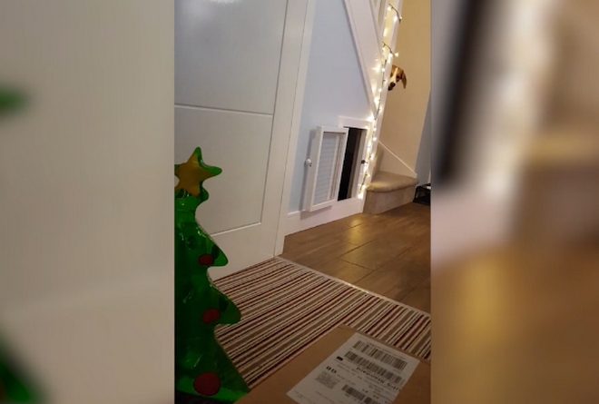 Σκύλος φοβάται φουσκωτό χριστουγεννιάτικο δέντρο