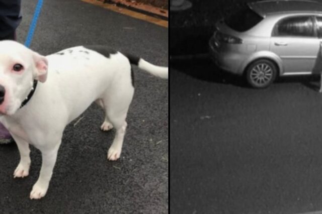 Ασυνείδητος αφήνει τον σκύλο του στη μέση του δρόμου, εκείνος τρέχει πίσω του