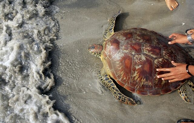 Ινδονησία: Εθελοντές διέσωσαν θαλάσσιες χελώνες που ξεβράστηκαν μετά το τσουνάμι