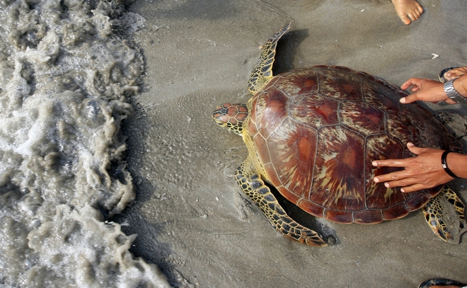 Ινδονησία: Εθελοντές διέσωσαν θαλάσσιες χελώνες που ξεβράστηκαν μετά το τσουνάμι