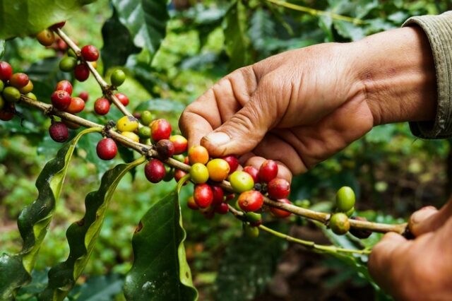 Με εξαφάνιση κινδυνεύει το 60% των ειδών του καφέ