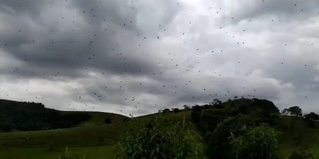 Τρομακτικό: Εκατοντάδες αράχνες “πέφτουν” από τον ουρανό