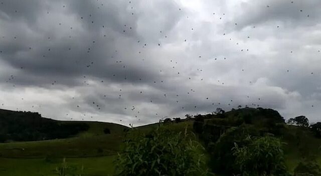Τρομακτικό: Εκατοντάδες αράχνες “πέφτουν” από τον ουρανό