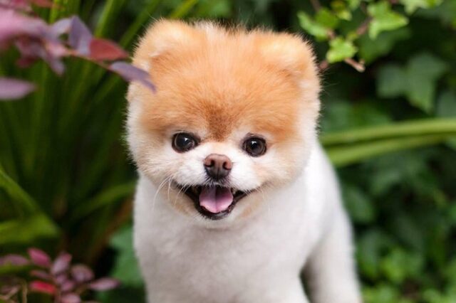 Θλίψη: Πέθανε ο Boo, ο πιο όμορφος σκύλος του κόσμου