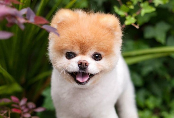 Θλίψη: Πέθανε ο Boo, ο πιο όμορφος σκύλος του κόσμου
