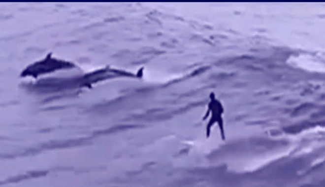Υπέροχο θέαμα: Σερφάροντας με δελφίνια στα ανοιχτά της Τοσκάνης