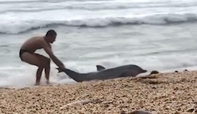 Η συγκλονιστική προσπάθεια ενός ανθρώπου να σώσει ένα δελφίνι