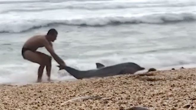 Η συγκλονιστική προσπάθεια ενός ανθρώπου να σώσει ένα δελφίνι
