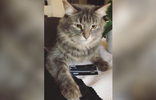 Βίντεο: Γάτα προστατεύει με νύχια και δόντια πιστωτική κάρτα