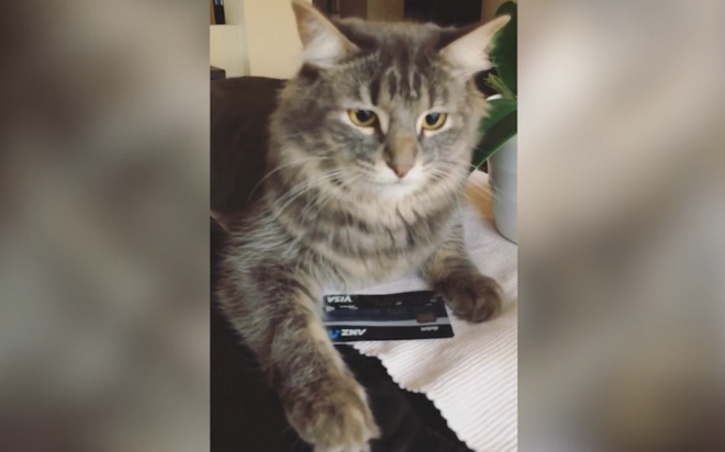 Βίντεο: Γάτα προστατεύει με νύχια και δόντια πιστωτική κάρτα