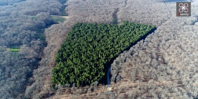 Η γη των Κενταύρων: Μέσα στο μοναδικό επίπεδο δάσος στην Ελλάδα με τις ιερές δρυς