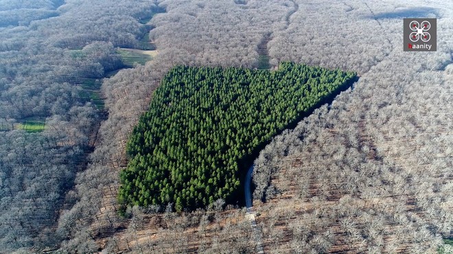 Η γη των Κενταύρων: Μέσα στο μοναδικό επίπεδο δάσος στην Ελλάδα με τις ιερές δρυς
