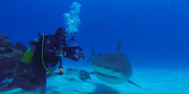 Φοβερά πλάνα: Δύτες κολυμπάνε μαζί με καρχαρίες στον βυθό της θάλασσας